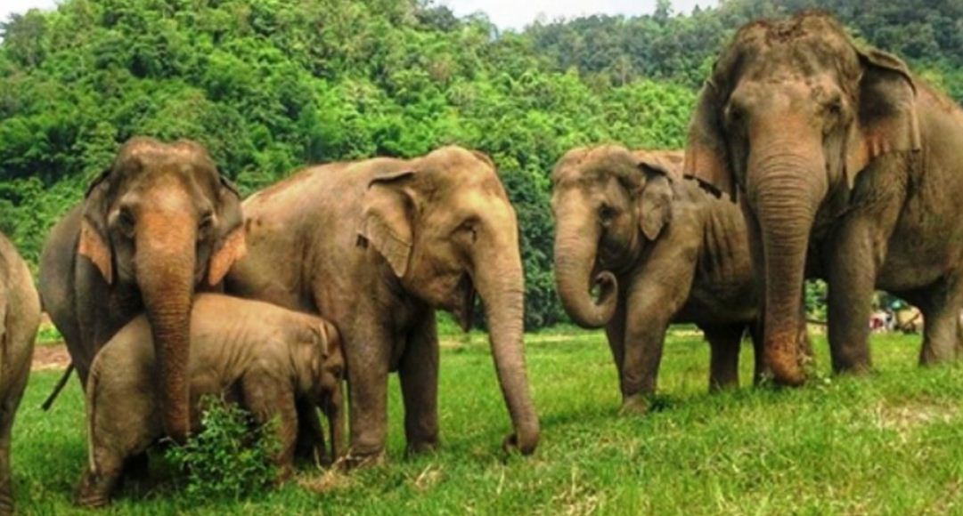 हात्तीलाई जङ्गल बाहिर आउन नदिन विद्युतीय तारबार थप